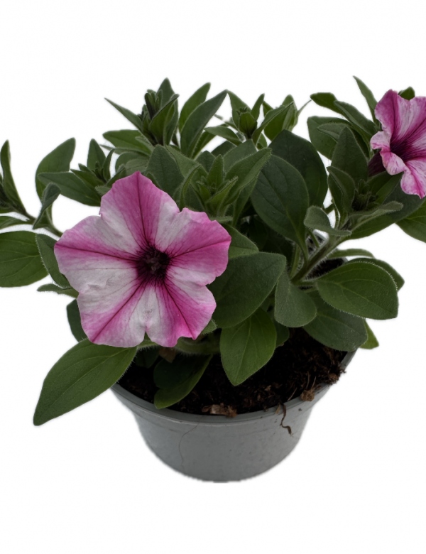 Supertunia Mini Vista - Pink Star Mini