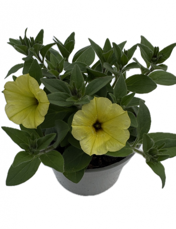 Supertunia Mini Vista - Žltá