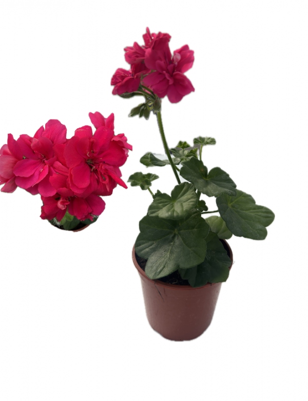 Plnokvetý ťahavý muškát ružový (0.66l črepník)