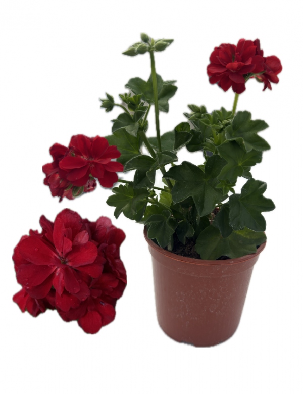 Plnokvetý ťahavý muškát červený (0.66l črepník)