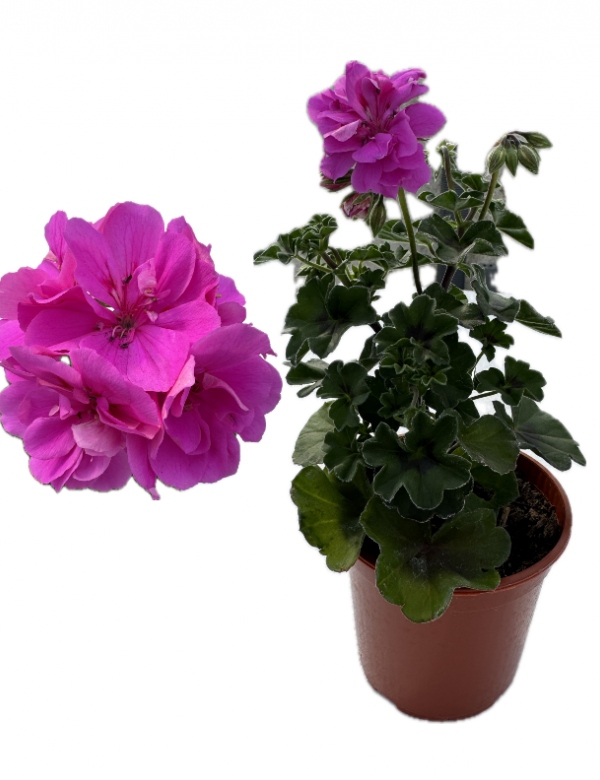 Plnokvetý ťahavý muškát cyklamenový (0.66l črepník)