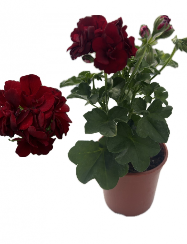 Plnokvetý ťahavý muškát tmavo červený (0.66l črepník)