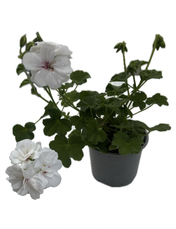 Plnokvetý ťahavý muškát biely (0.66l črepník)