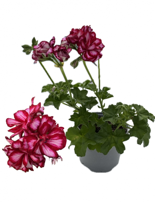 Plnokvetý ťahavý muškát Nixe  (0.66l črepník)