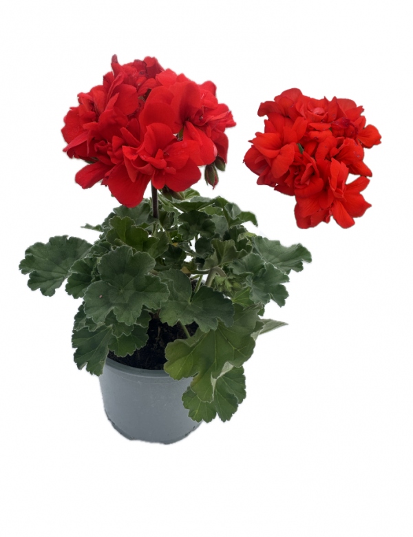 Muškát vzpriamený červený  - viac rozrastený (0.88l črepník)