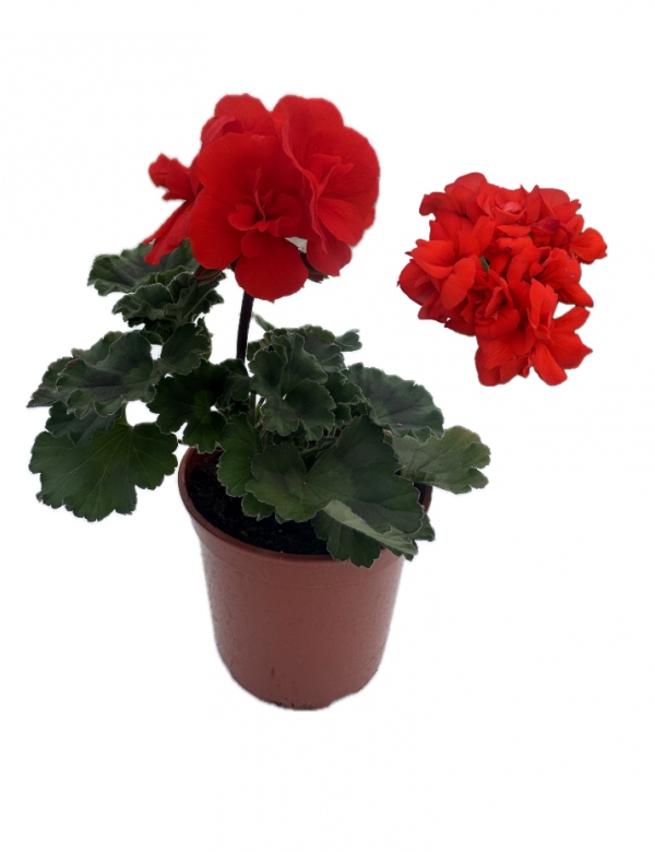 Muškát vzpriamený červený - menší (0.64l črepník)