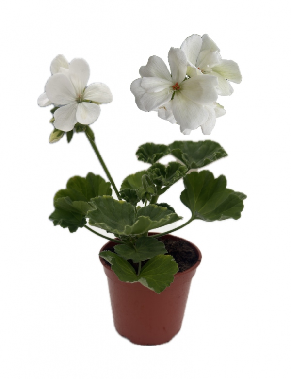 Muškát vzpriamený biely  - menší (0.64l črepník)