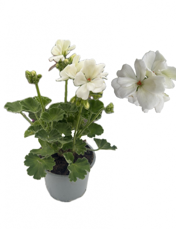 Muškát vzpriamený biely  - viac rozrastený (0.88l črepník)