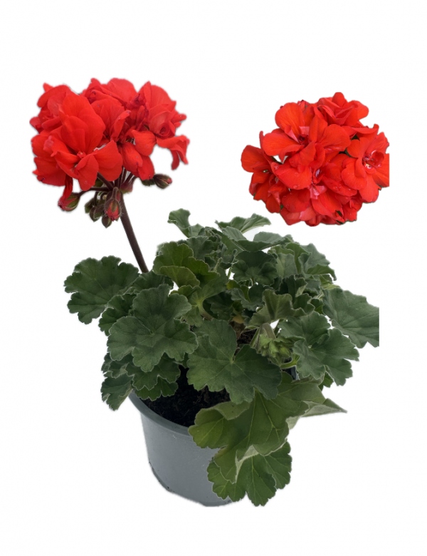 Muškát vzpriamený oranžový  - viac rozrastený (0.88l črepník)