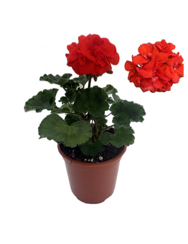 Muškát vzpriamený oranžový - menší (0.64l črepník)