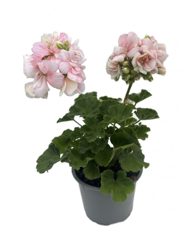 Muškát vzpriamený bielo-ružový  - viac rozrastený (0.88l črepník)