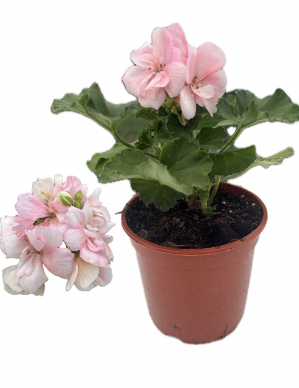 Muškát vzpriamený bielo-ružový  - menší (0.64l črepník)