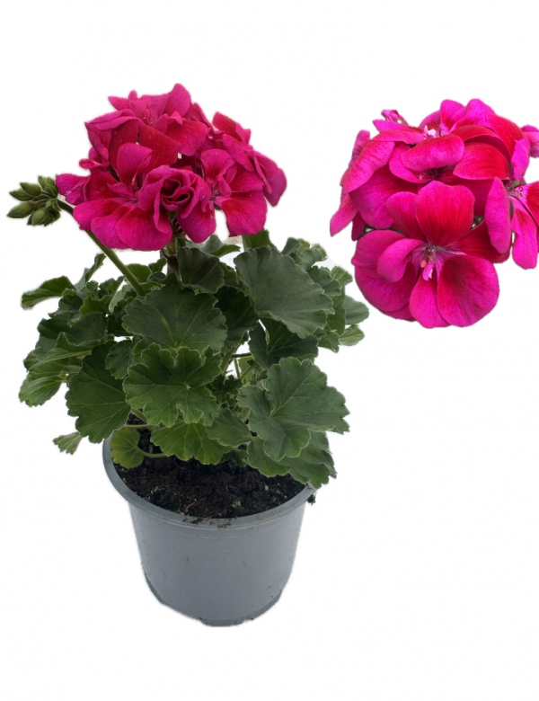 Muškát vzpriamený Naomi - viac rozrastený (0.88l črepník)