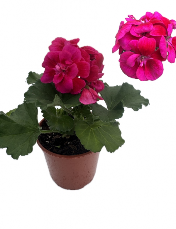 Muškát vzpriamený Naomi  - menší (0.64l črepník)