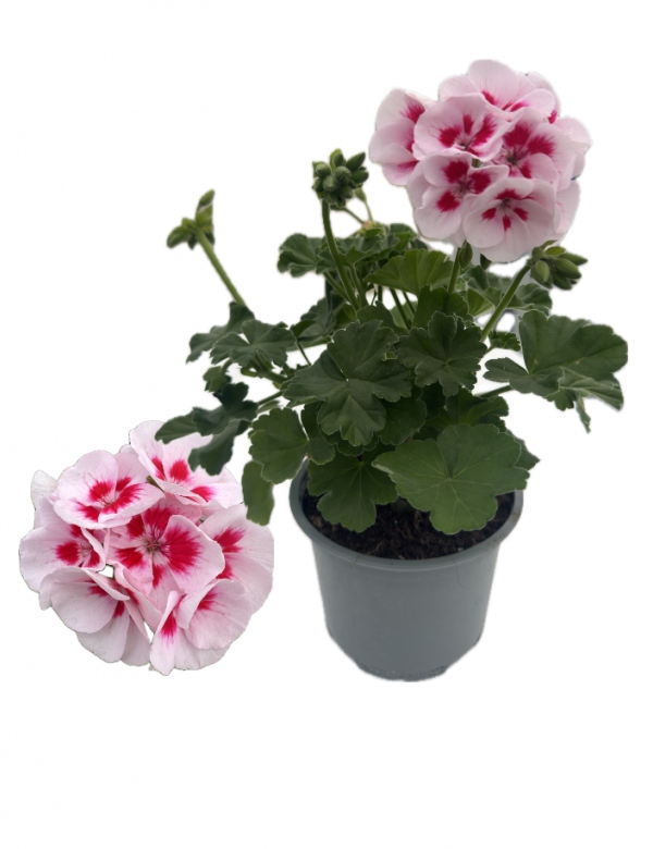 Muškát vzpriamený Splash - viac rozrastený (0.88l črepník)