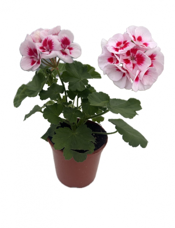 Muškát vzpriamený Splash  - menší (0.64l črepník)