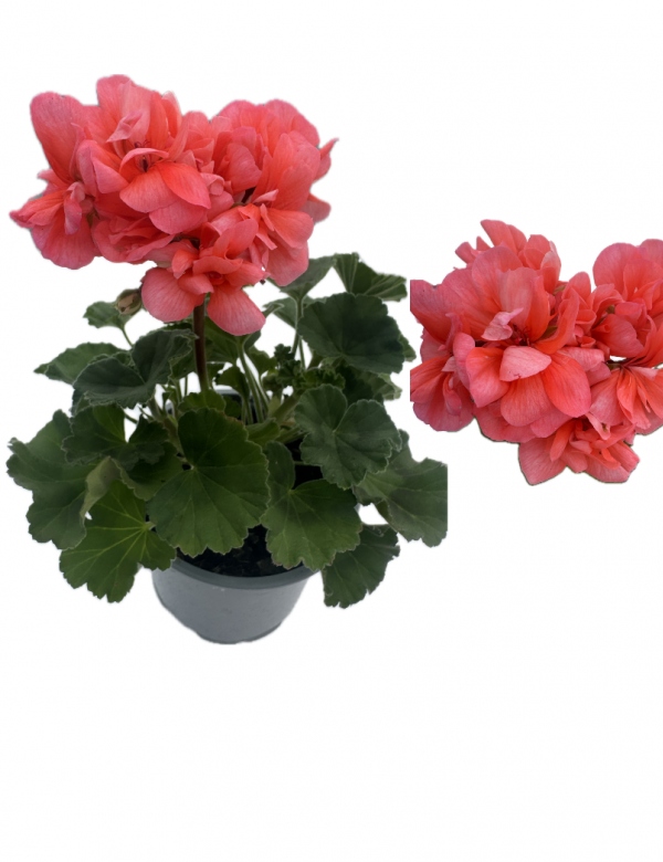 Muškát vzpriamený Lososová - viac rozrastený (0.88l črepník)