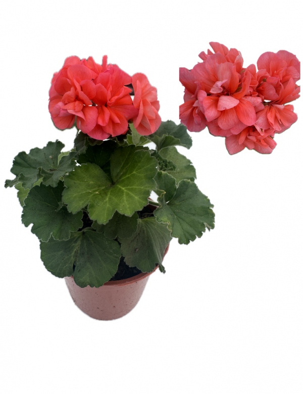 Muškát vzpriamený Lososová - menší (0.64l črepník)