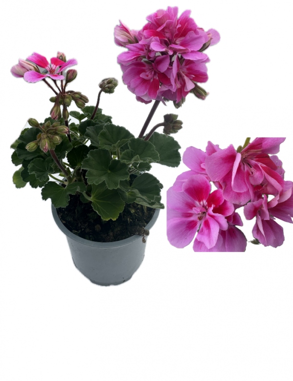 Muškát vzpriamený Raiko - viac rozrastený (0.88l črepník)