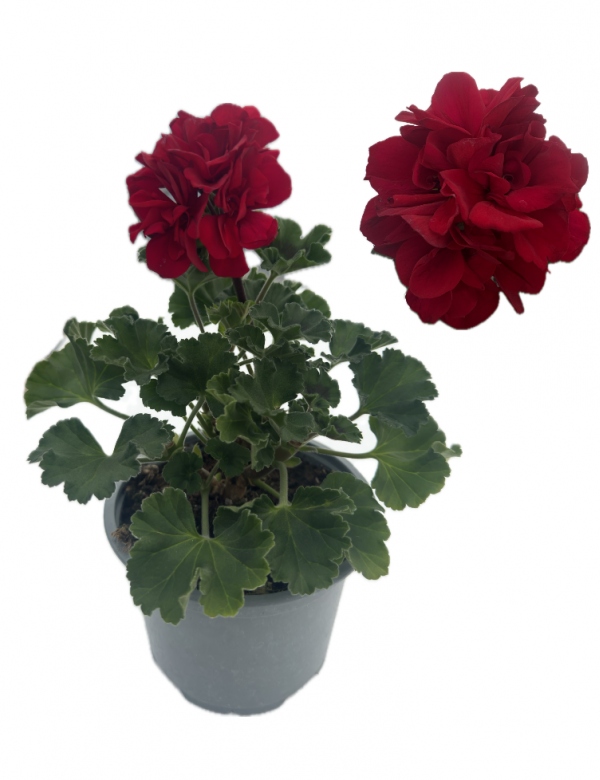 Muškát vzpriamený Tmavo červená - viac rozrastený (0.88l črepník)