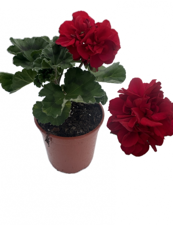 Muškát vzpriamený Tmavo červená  - menší (0.64l črepník)