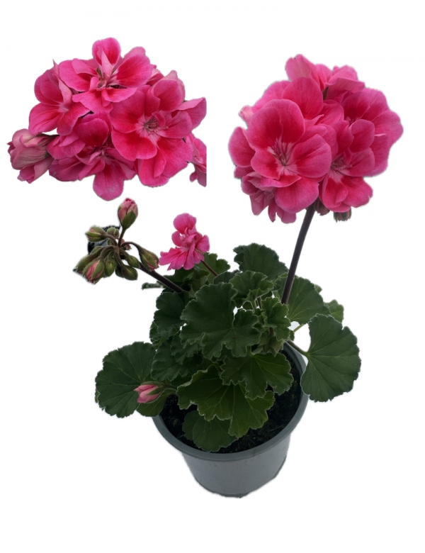 Muškát vzpriamený Claudio - viac rozrastený (0.88l črepník)