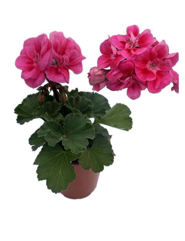 Muškát vzpriamený Claudio  - menší (0.64l črepník)