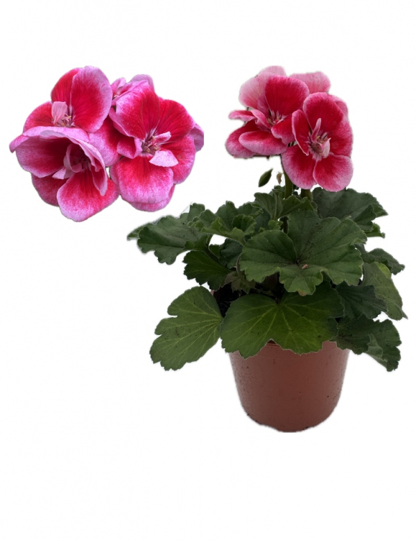 Muškát vzpriamený Pink - (0.7l črepník)