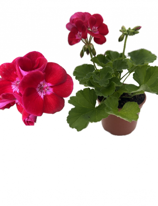 Muškát vzpriamený Red Splash (0.7l črepník)