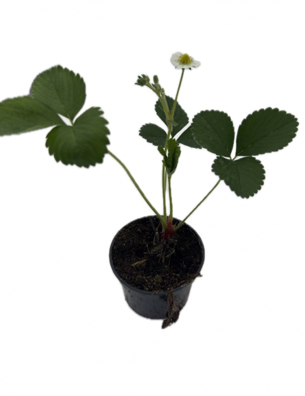 Stálorodiace jahody - Selva