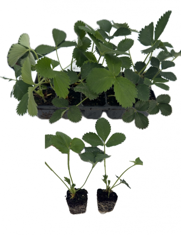 Jahody 10ks plato- raz rodiace skorá holandská odroda Rumba