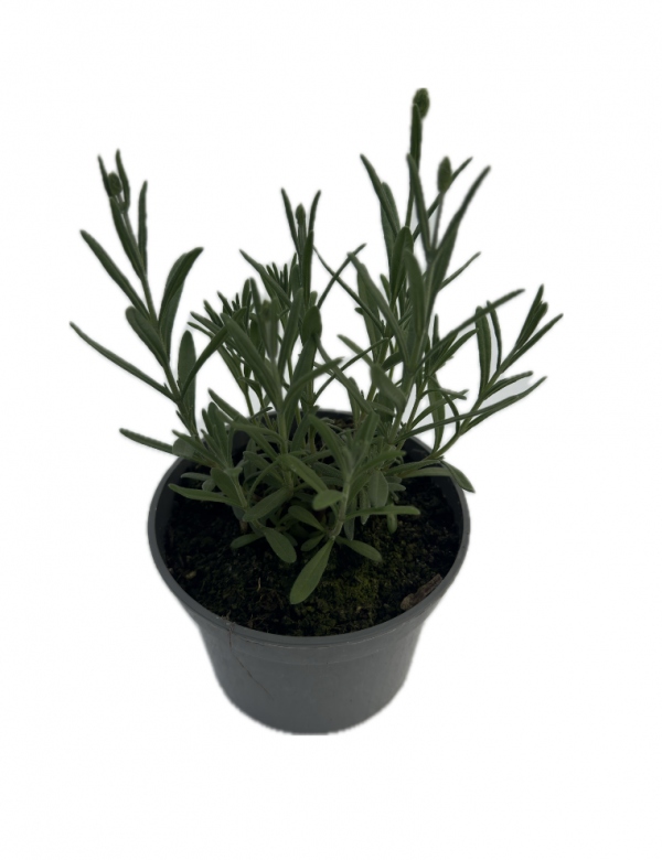 Levandula angustifolia ellagance purple