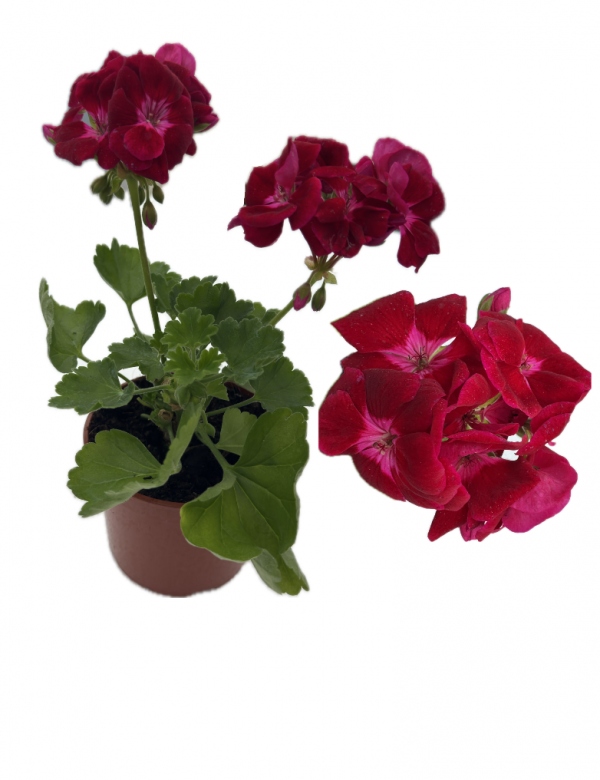 Muškát vzpriamený Velvet  - (0.7l črepník)