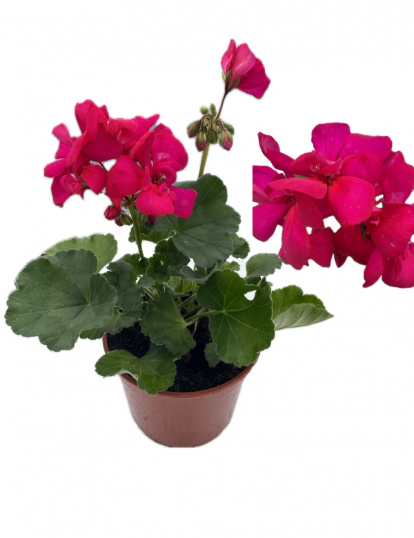 Muškát vzpriamený Neona (0.7l črepník)