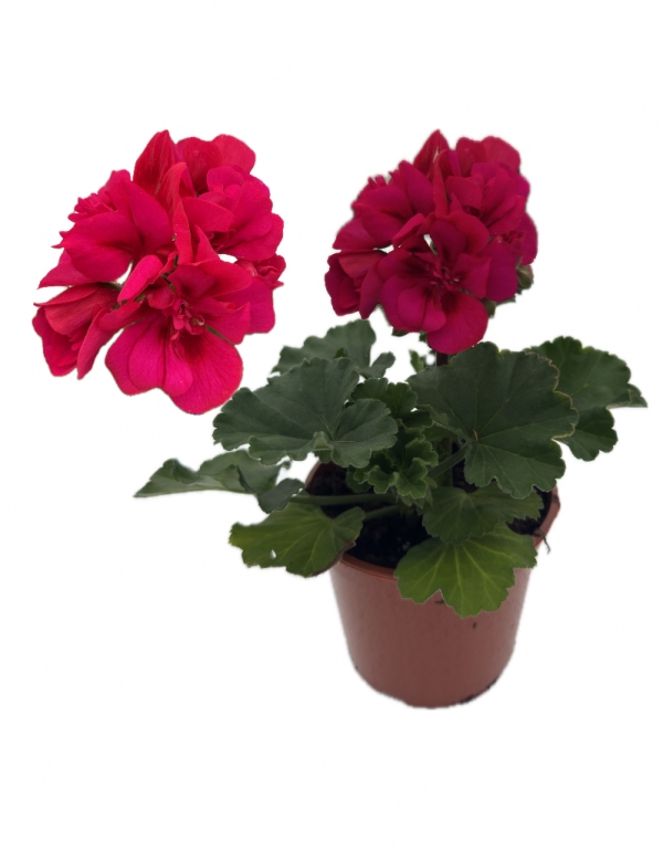 Muškát vzpriamený Vínová  - menší (0.64l črepník)