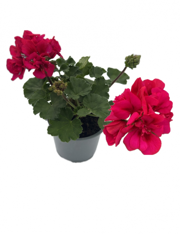 Muškát vzpriamený Vínová - viac rozrastený (0.88l črepník)