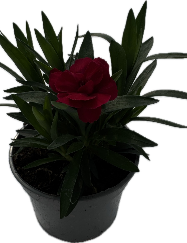 Klinček červený -  voňavý