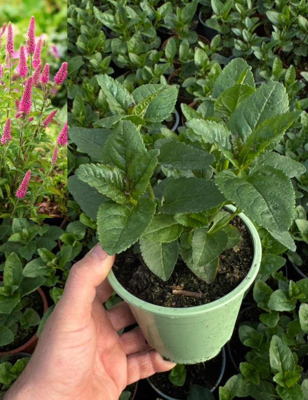 Veronica spicata Ronica Fuchsia