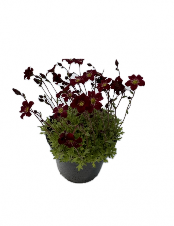 Lomikameň červený