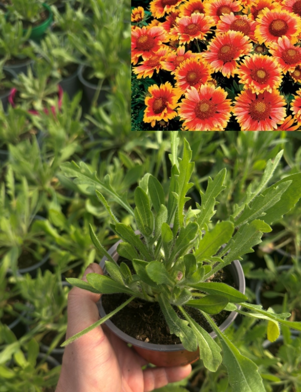 Gaillardia (kokarda) Arizona sun