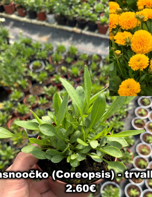 Krásnoočka (Coreopsis)