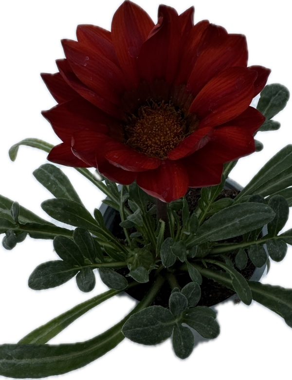 Gazánia  červená