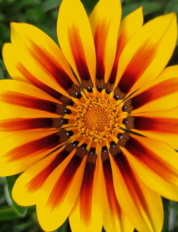 Gazánia melírovaná