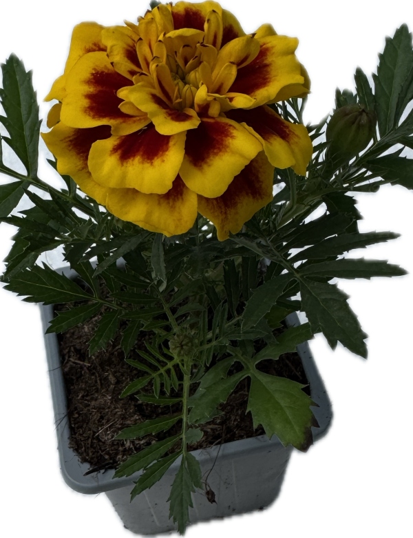 Aksamietnica - svetlý melír