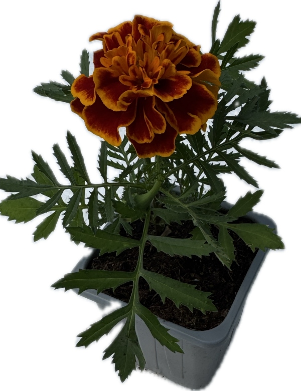 Aksamietnica - tmavý melír