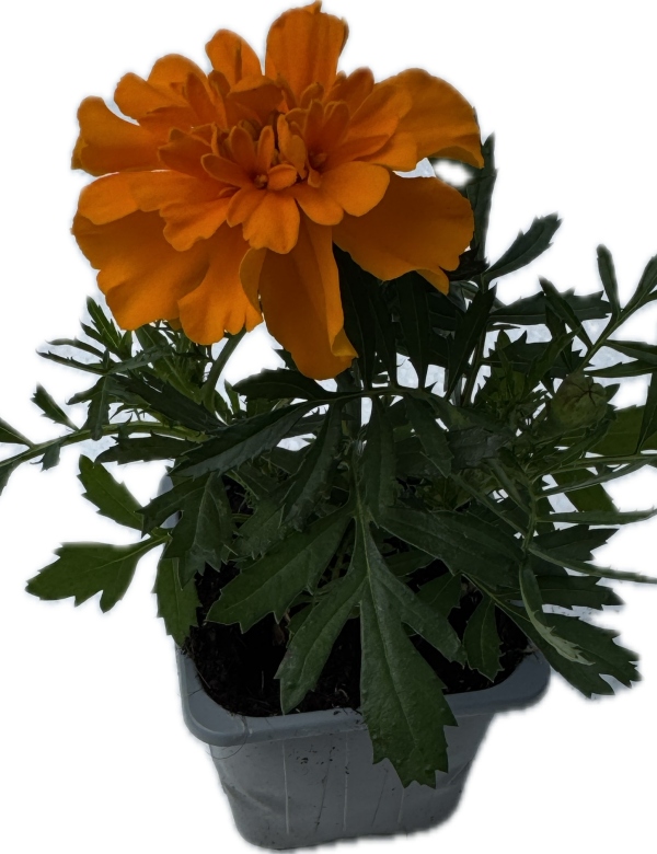 Aksamietnica - oranžová