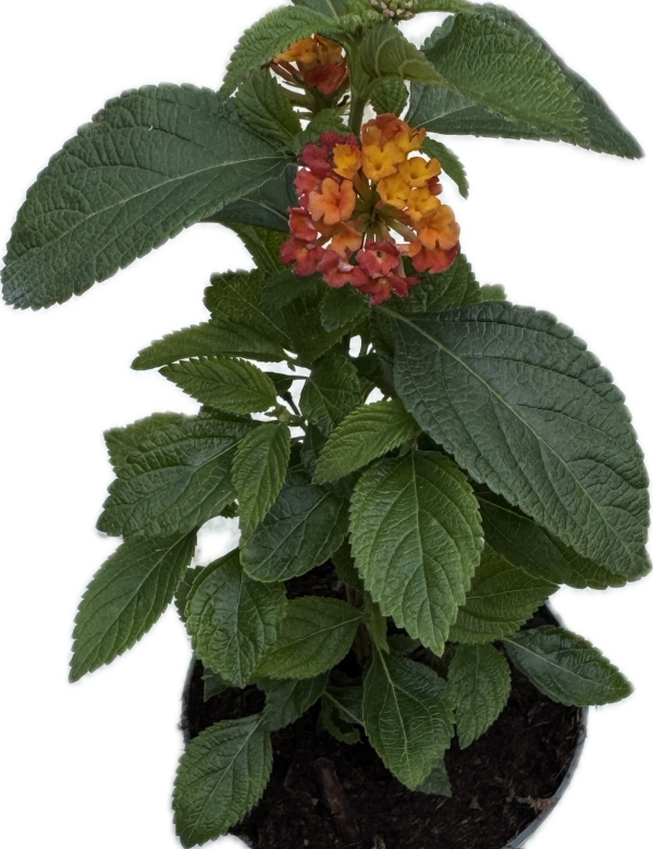 Lantana červeno-oranžová