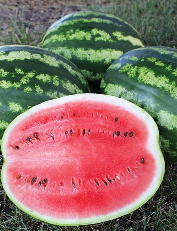 Melón červený - crimson sweet F1